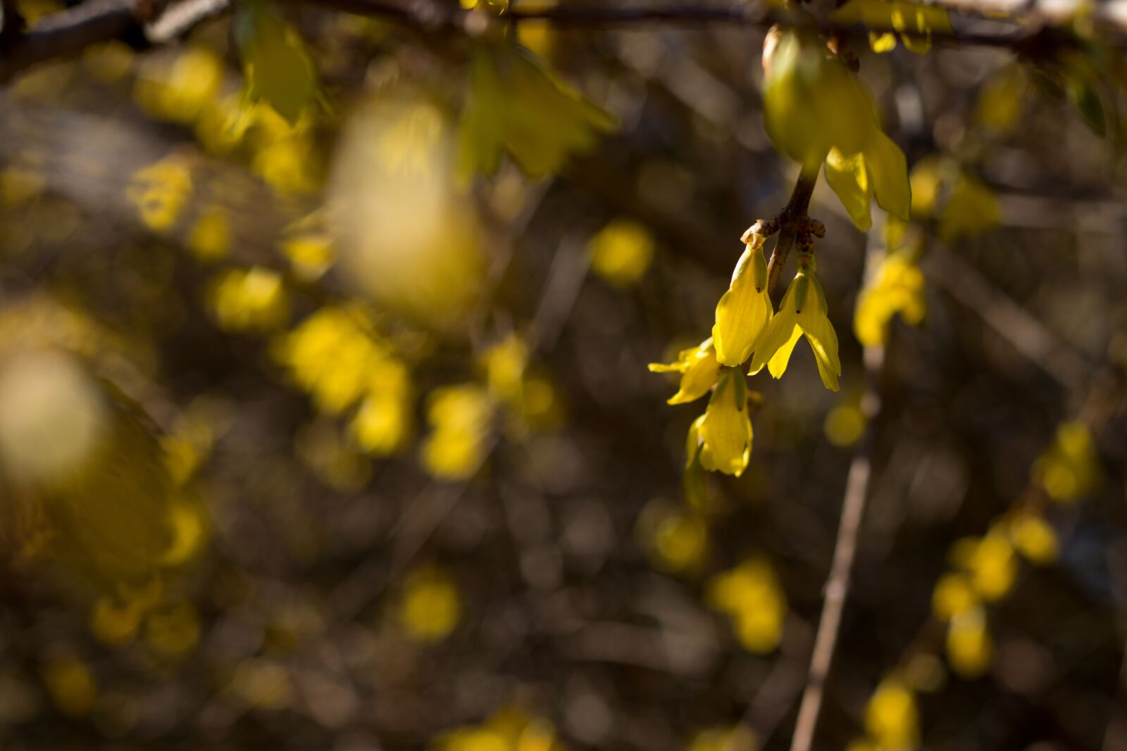 Canon EOS 800D (EOS Rebel T7i / EOS Kiss X9i) + Canon EF 50mm F1.8 STM sample photo. Forsythia, spring, yellow photography