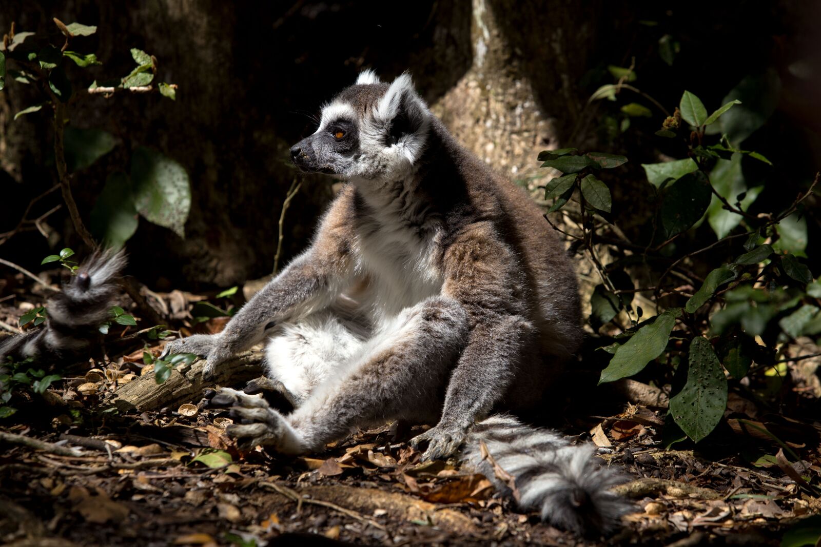 Canon EF 70-200mm F2.8L USM sample photo. Lemur, wild, animal photography