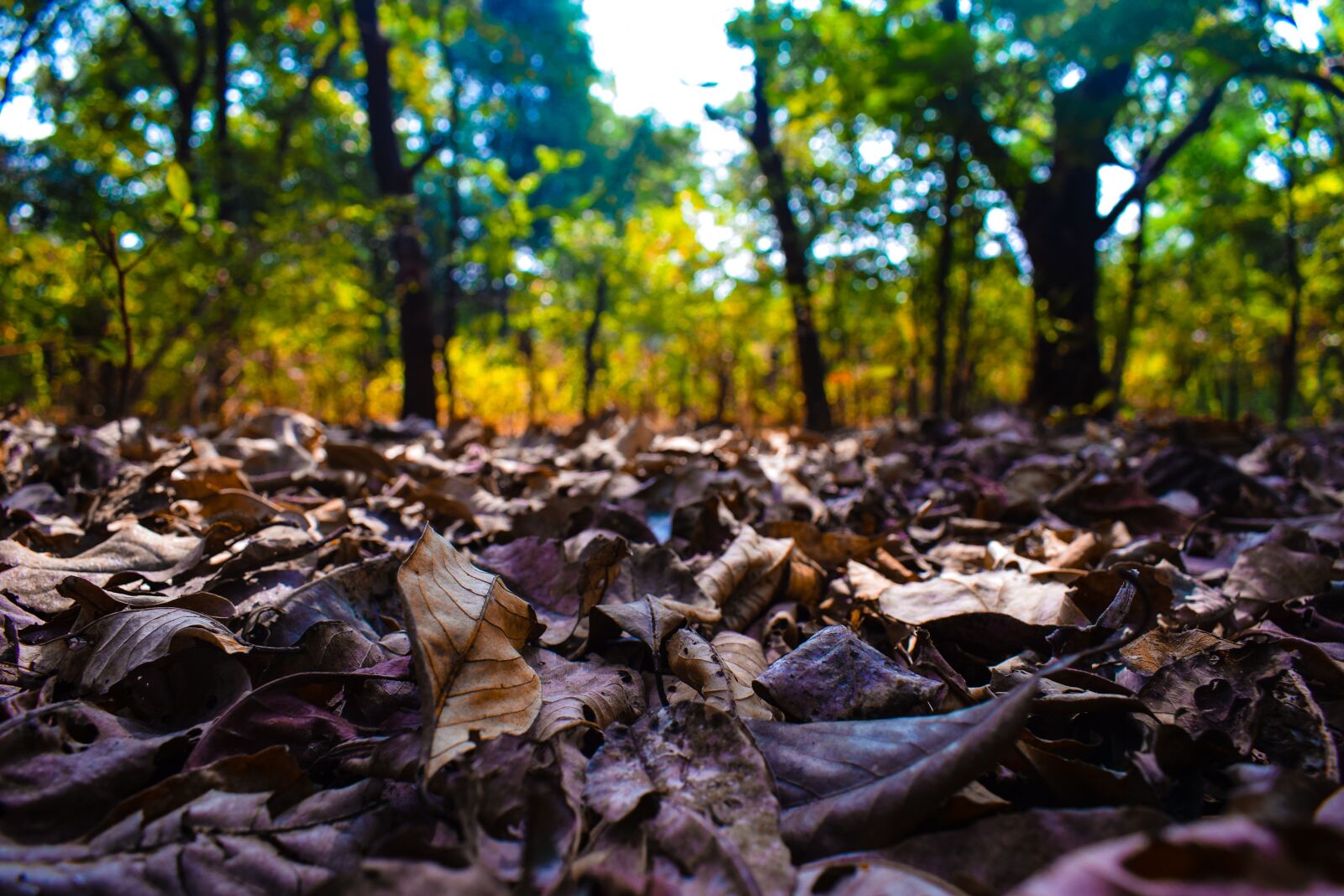 Nikon D3300 sample photo. Autumn, beauty, dead, leaves photography