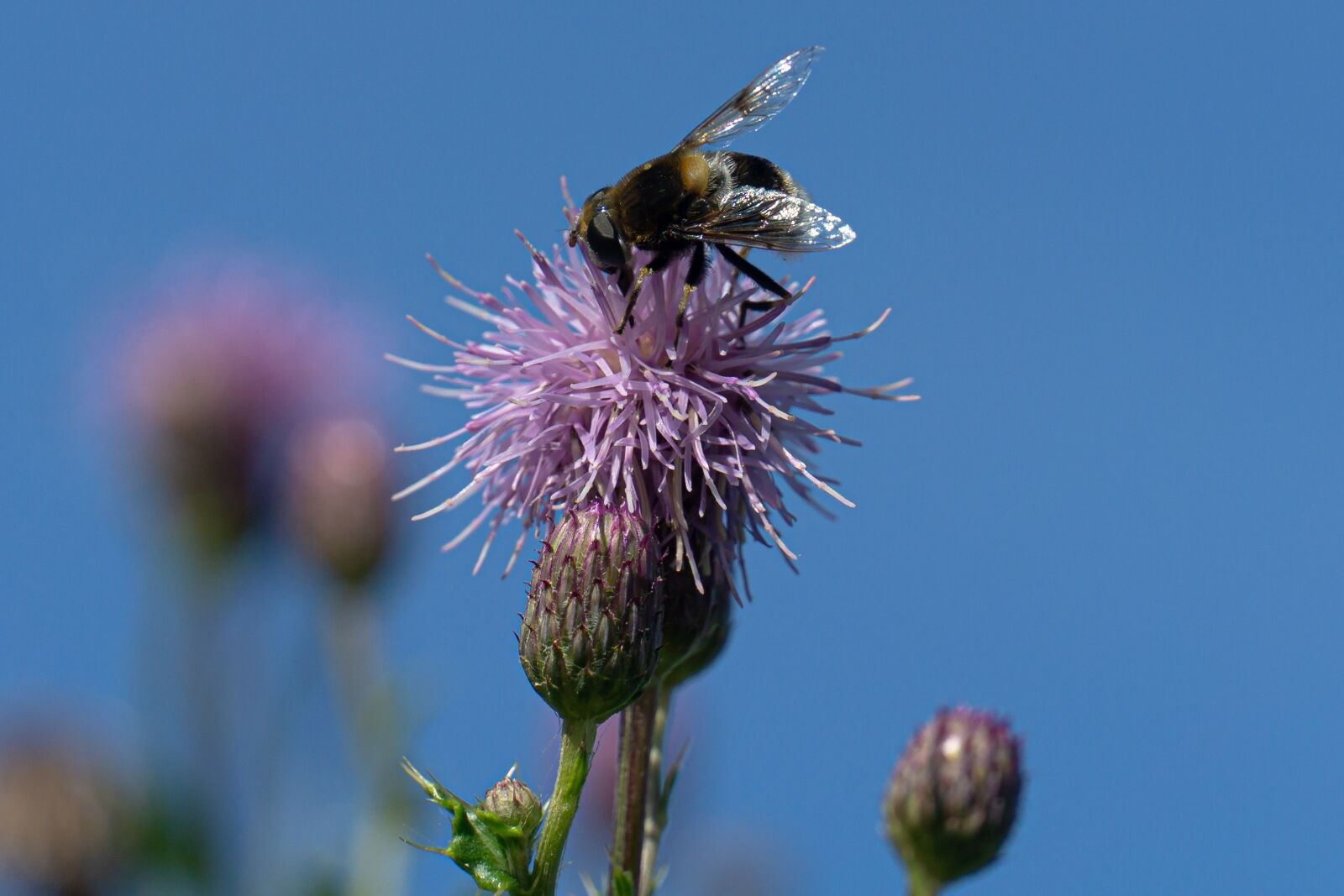 Sony a6000 + Sony E 18-135mm F3.5-5.6 OSS sample photo. Plant, macro, bee photography