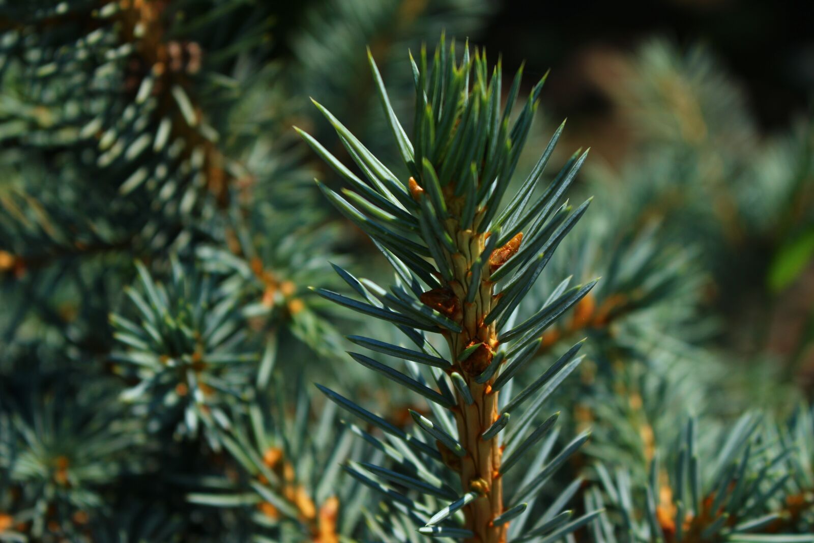 Canon EOS 100D (EOS Rebel SL1 / EOS Kiss X7) sample photo. Brad, conifer, heat photography