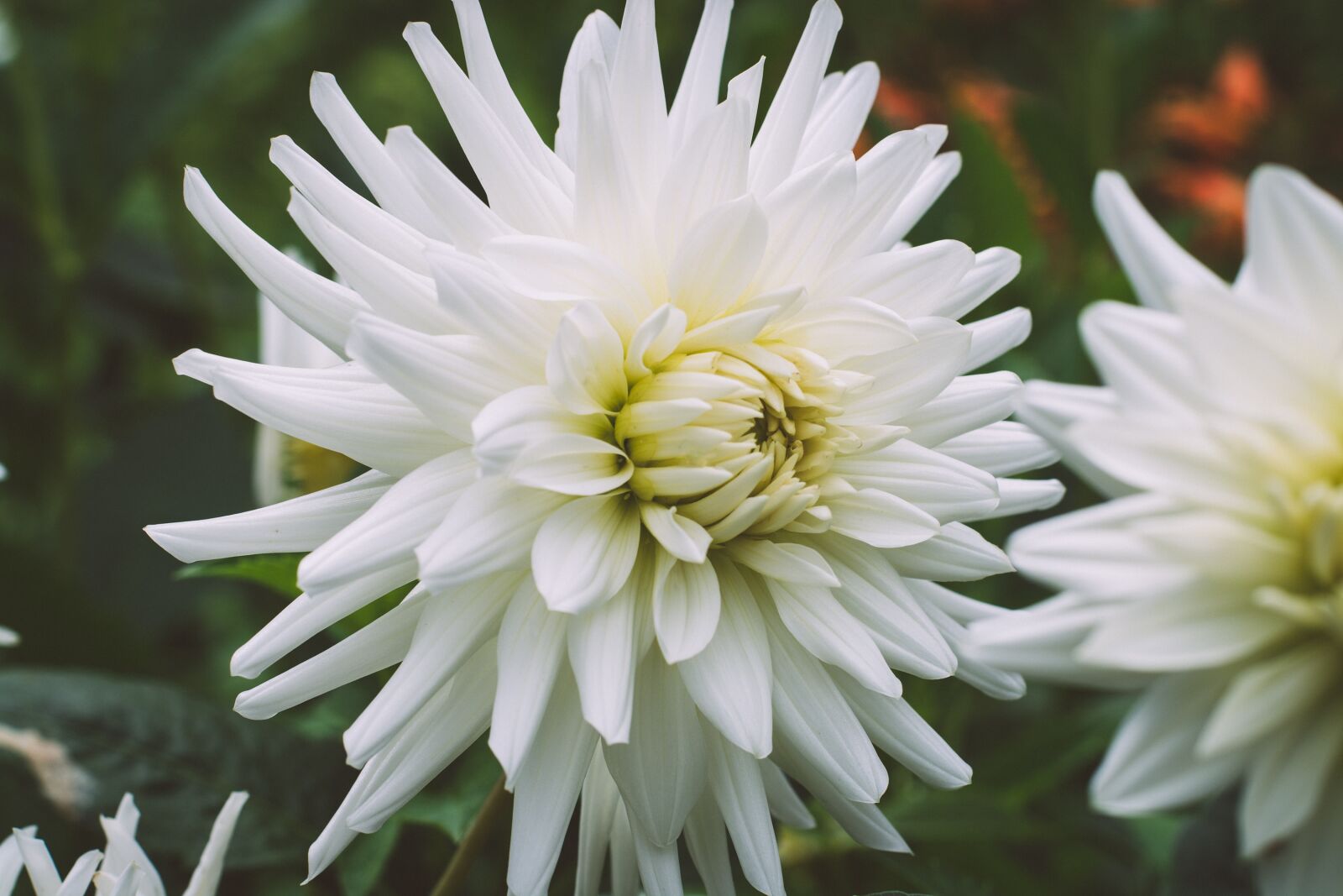 Nikon D7100 sample photo. Flower, blossom, bloom photography