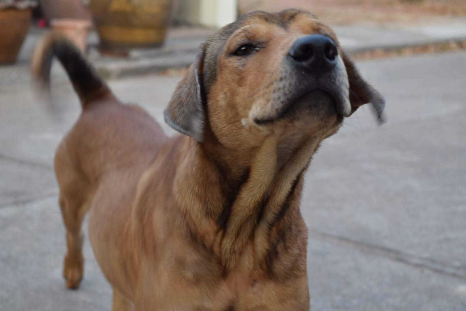 Nikon D3300 sample photo. Dog, life, animal photography