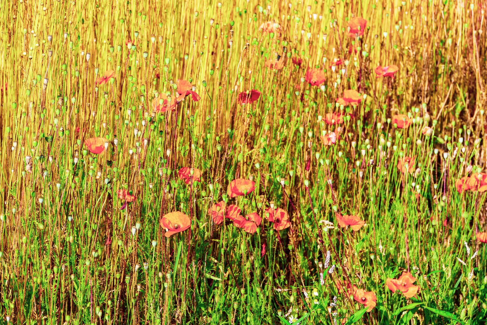 Panasonic Lumix DMC-FZ1000 sample photo. Poppies, flowers, fields photography