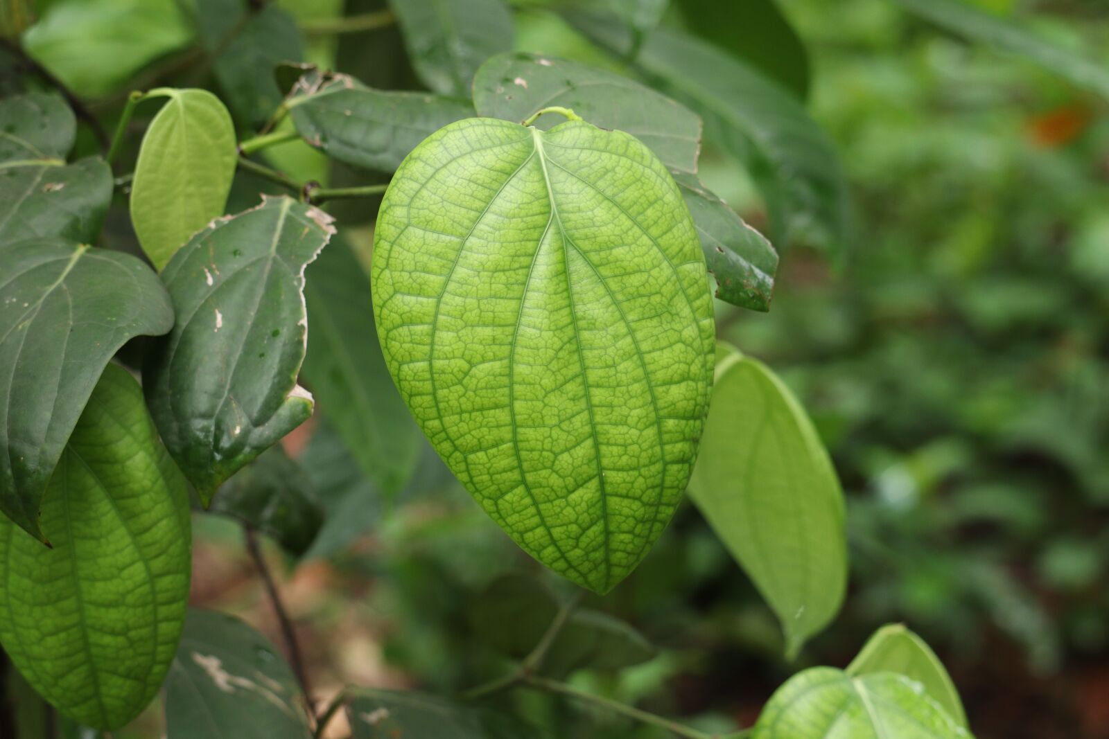 Canon EOS 250D (EOS Rebel SL3 / EOS Kiss X10 / EOS 200D II) sample photo. Leaf, nature, green photography