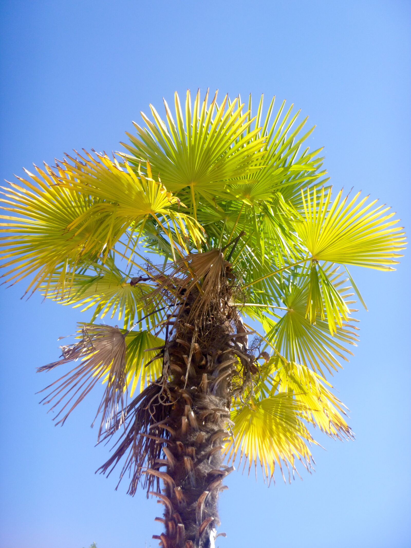 Panasonic DMC-FT25 sample photo. Palm tree, summer, sun photography