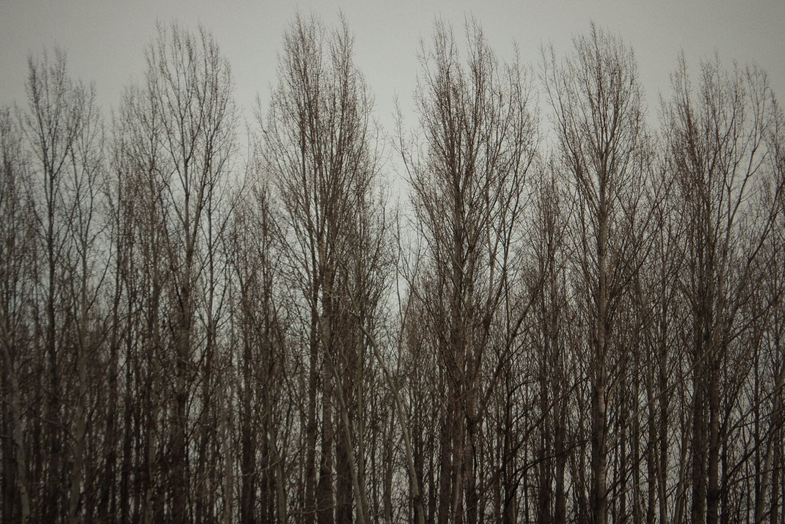 Canon EOS 600D (Rebel EOS T3i / EOS Kiss X5) sample photo. Repetition, tree photography