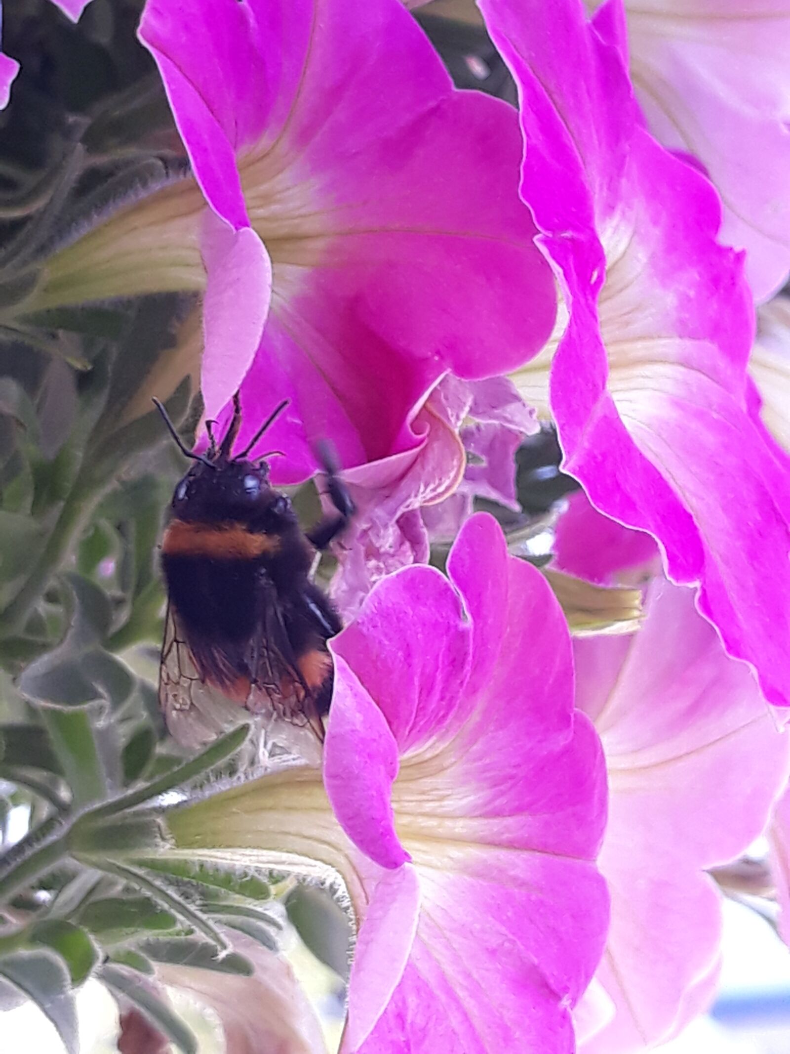 Samsung Galaxy J5 sample photo. Petunia, flowers, nature photography