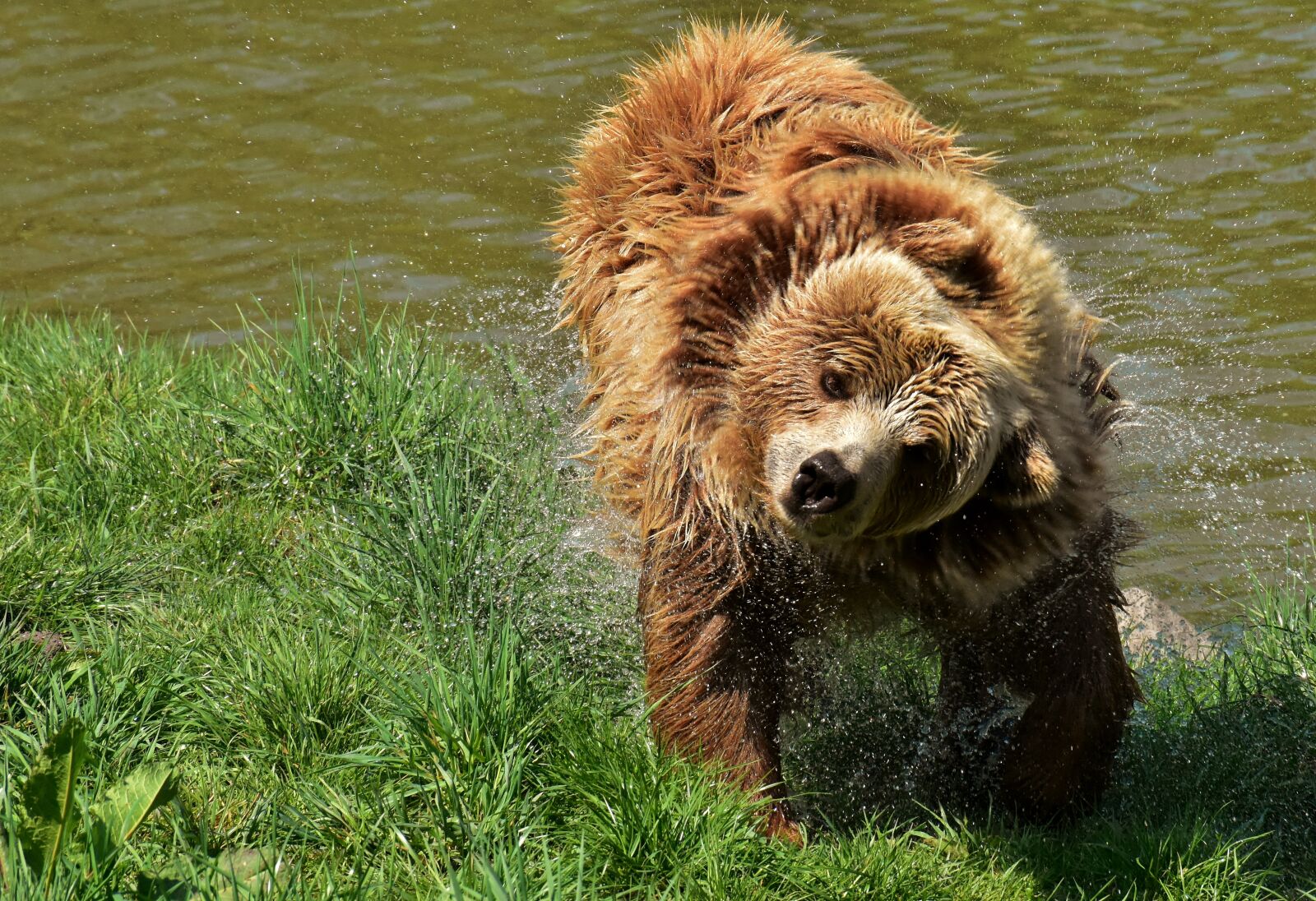 Nikon D7200 sample photo. European brown bear, brown photography