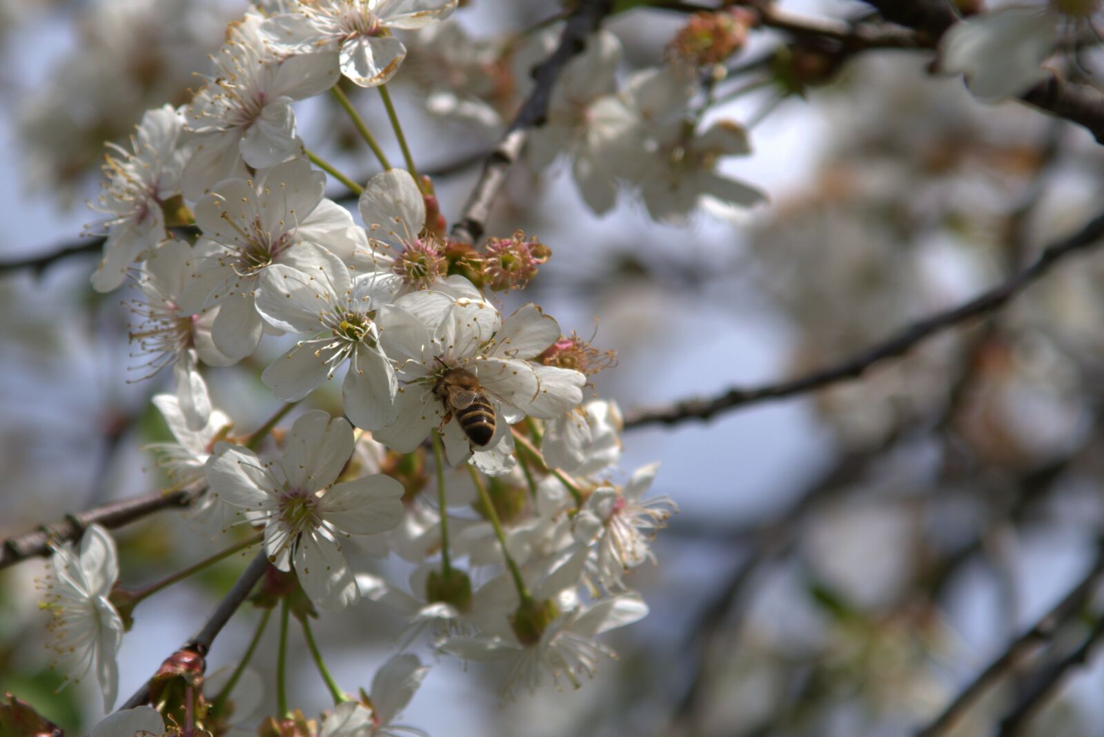 Pentax K-S2 sample photo. Bee, fruit tree, cherry photography