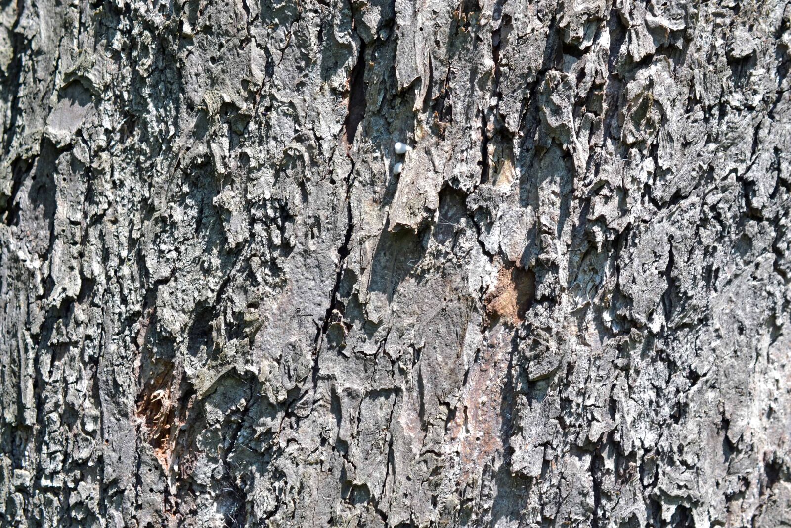 Nikon AF-S DX Micro Nikkor 40mm F2.8 sample photo. Oak, bark, old, pattern photography