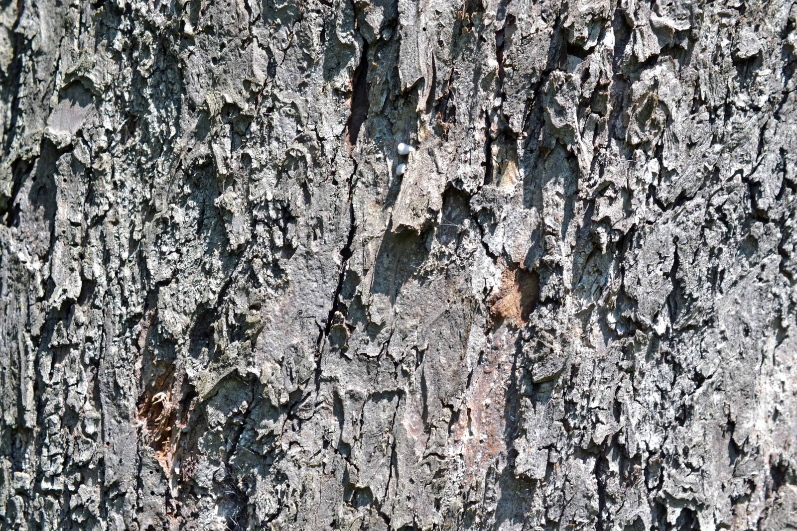 Nikon D3100 + Nikon AF-S DX Micro Nikkor 40mm F2.8 sample photo. Oak, bark, old, pattern photography