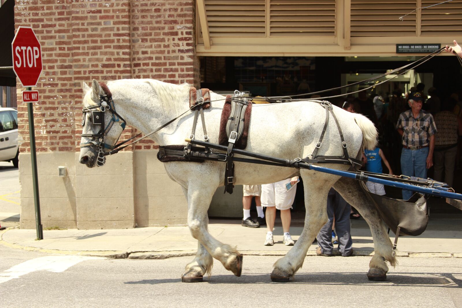 Canon EF 28-135mm F3.5-5.6 IS USM sample photo. Rein, horse, carriage photography