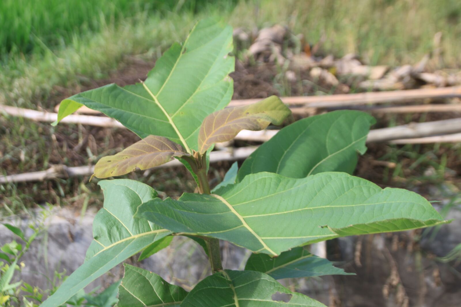 Canon EOS 500D (EOS Rebel T1i / EOS Kiss X3) sample photo. Jati, tree, village photography