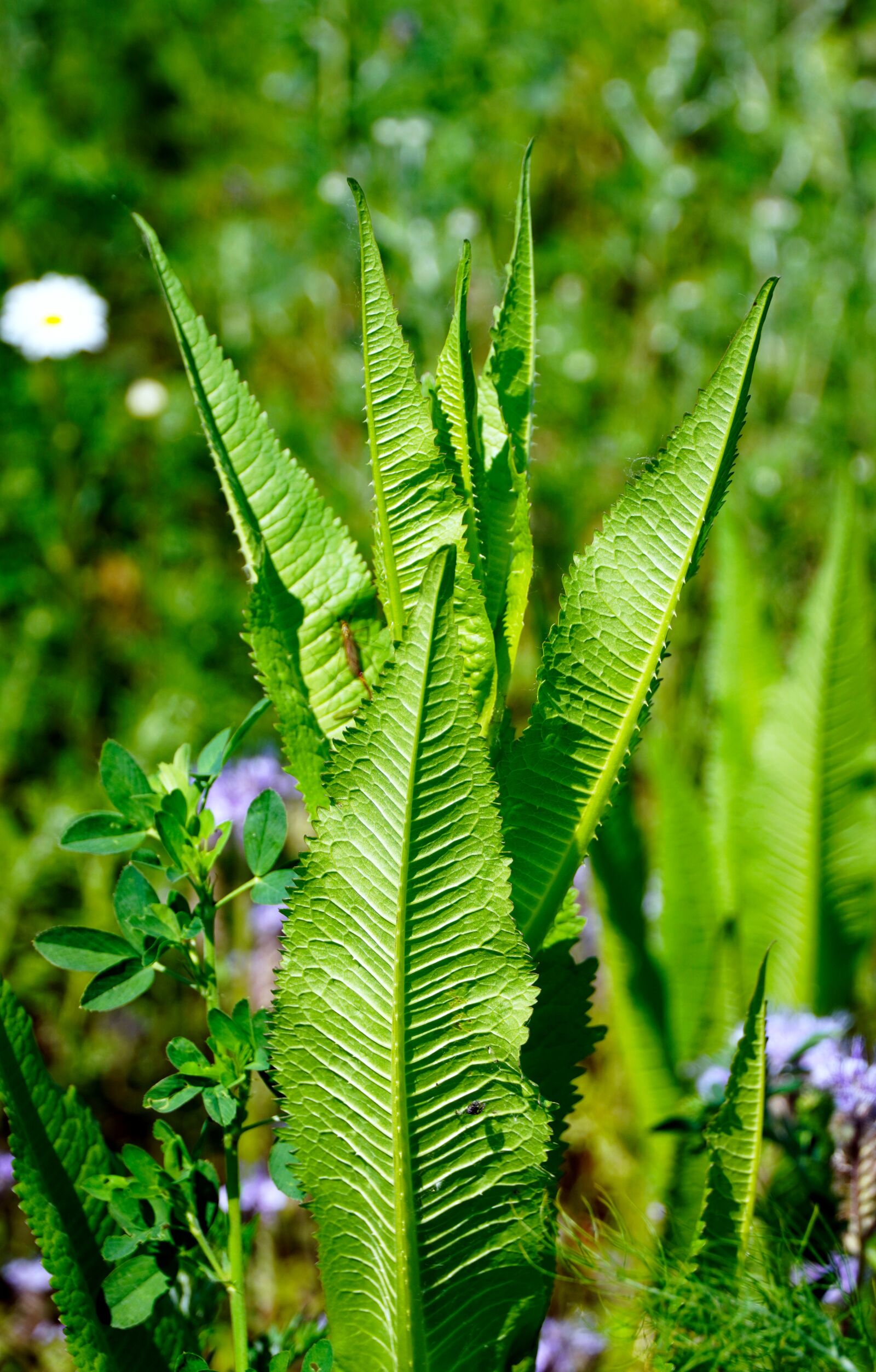 Sony a6400 sample photo. Tobacco plant, plant, tobacco photography