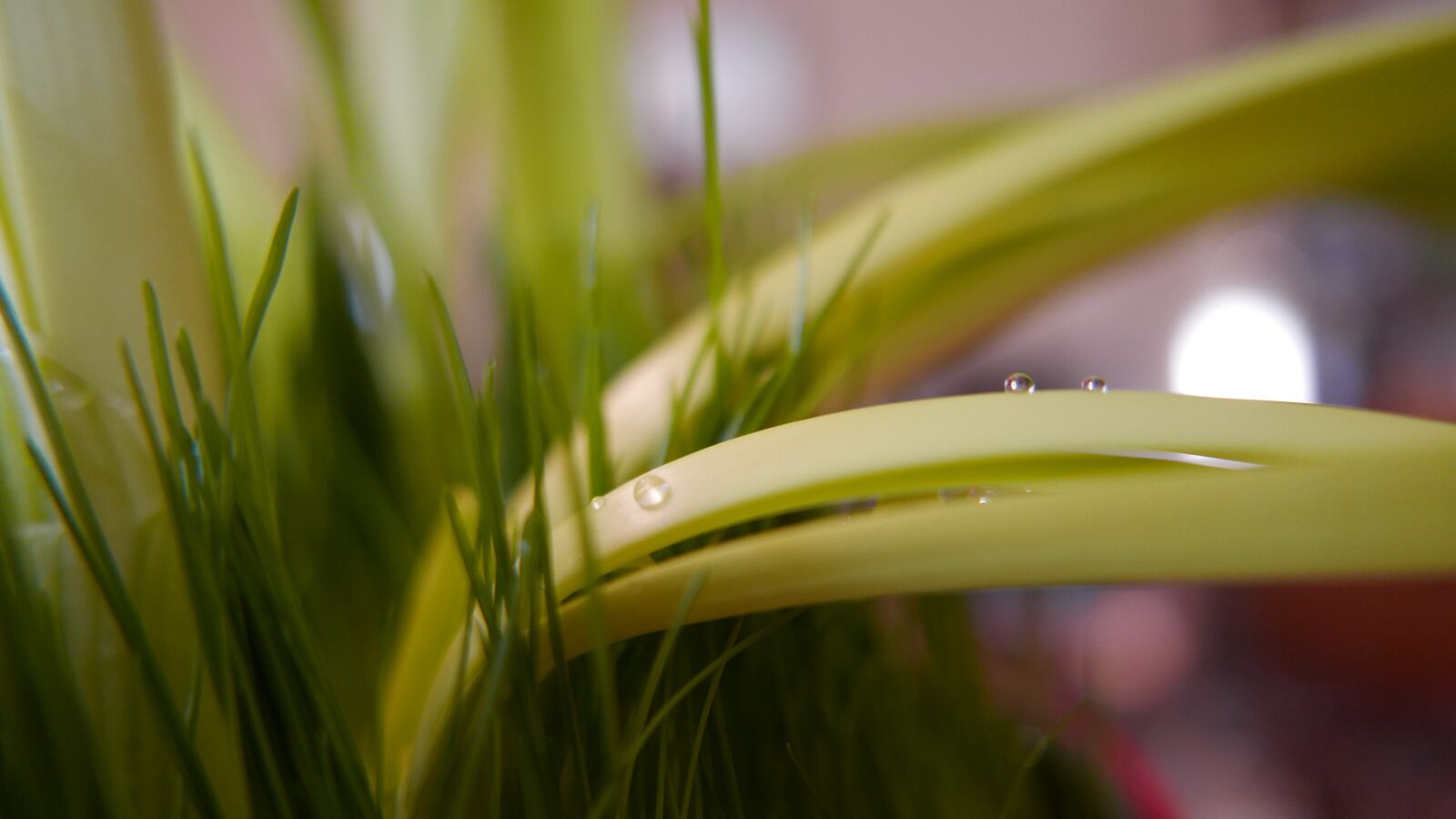 Panasonic Lumix DMC-LX100 sample photo. Leaf, plant, green photography