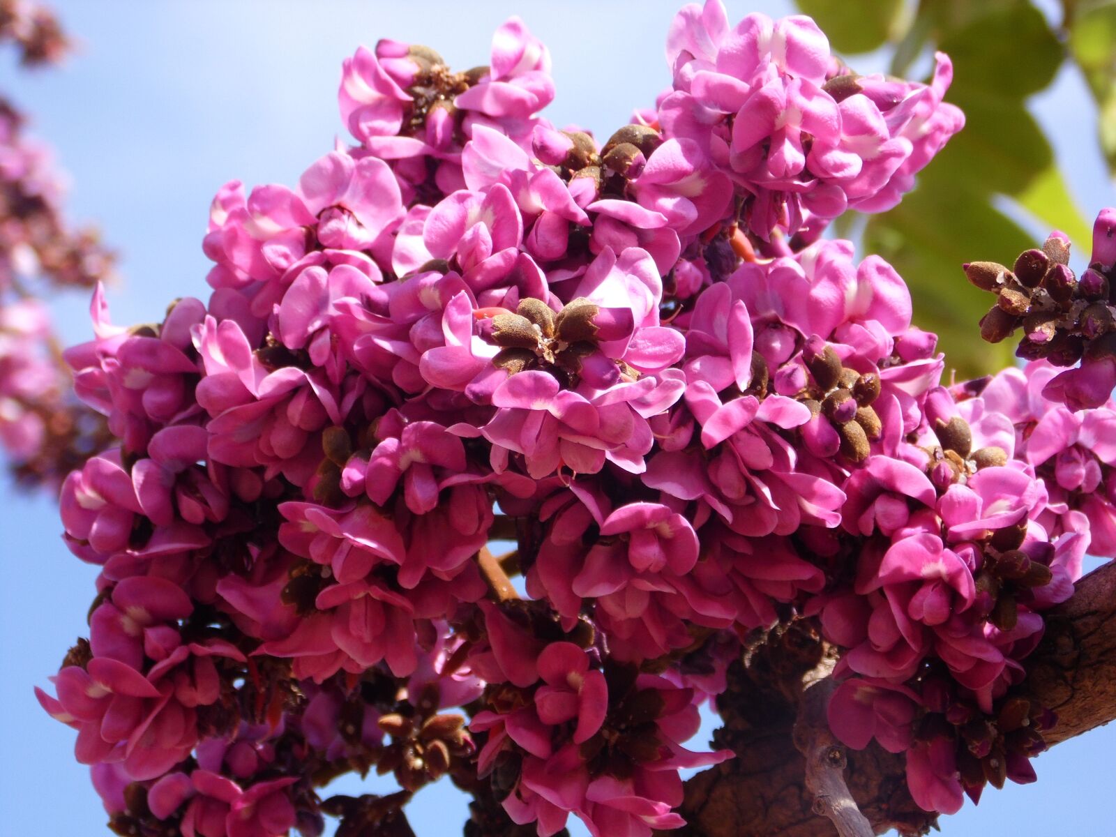 Samsung WB100/  WB101 sample photo. Brazilian cerrado, spring, flower photography