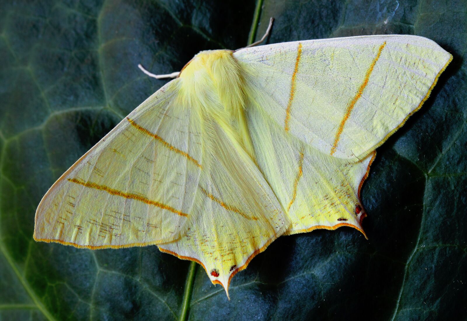 Canon EOS 500D (EOS Rebel T1i / EOS Kiss X3) sample photo. Moth, macro, insect photography