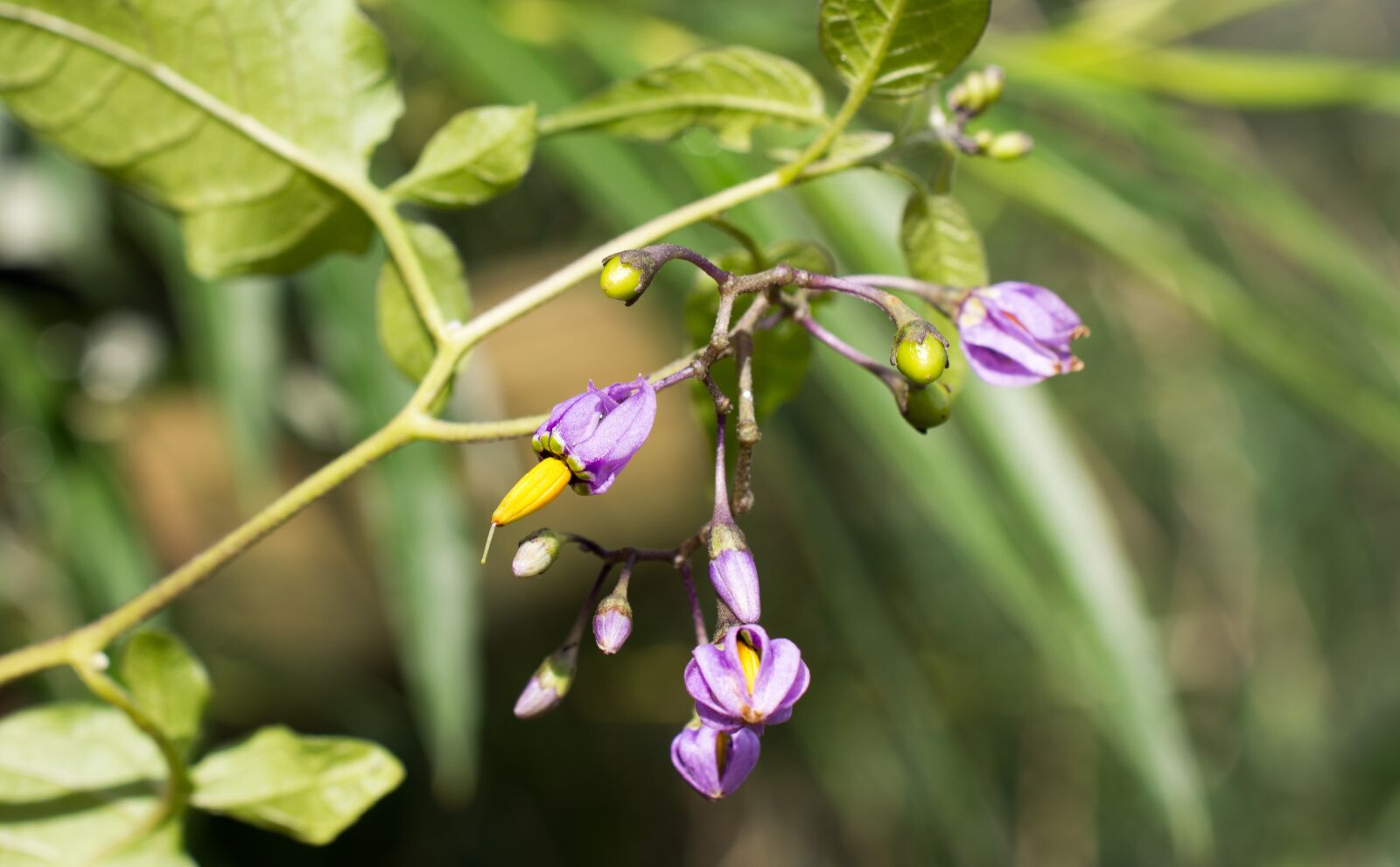 Nikon D7200 sample photo. Crown flower, blossom, bloom photography