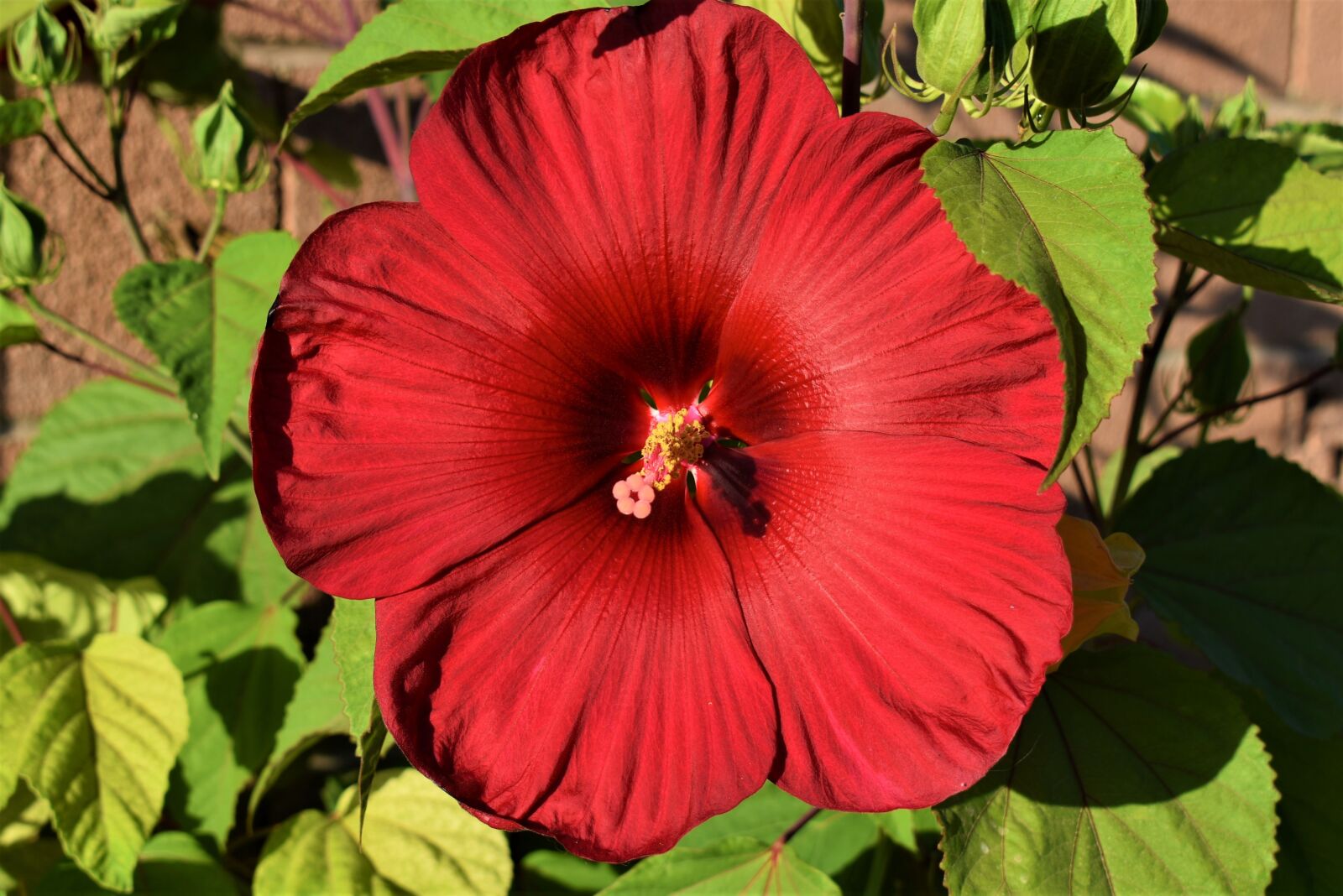 Nikon D3400 sample photo. Hibiscus, red flower, red photography
