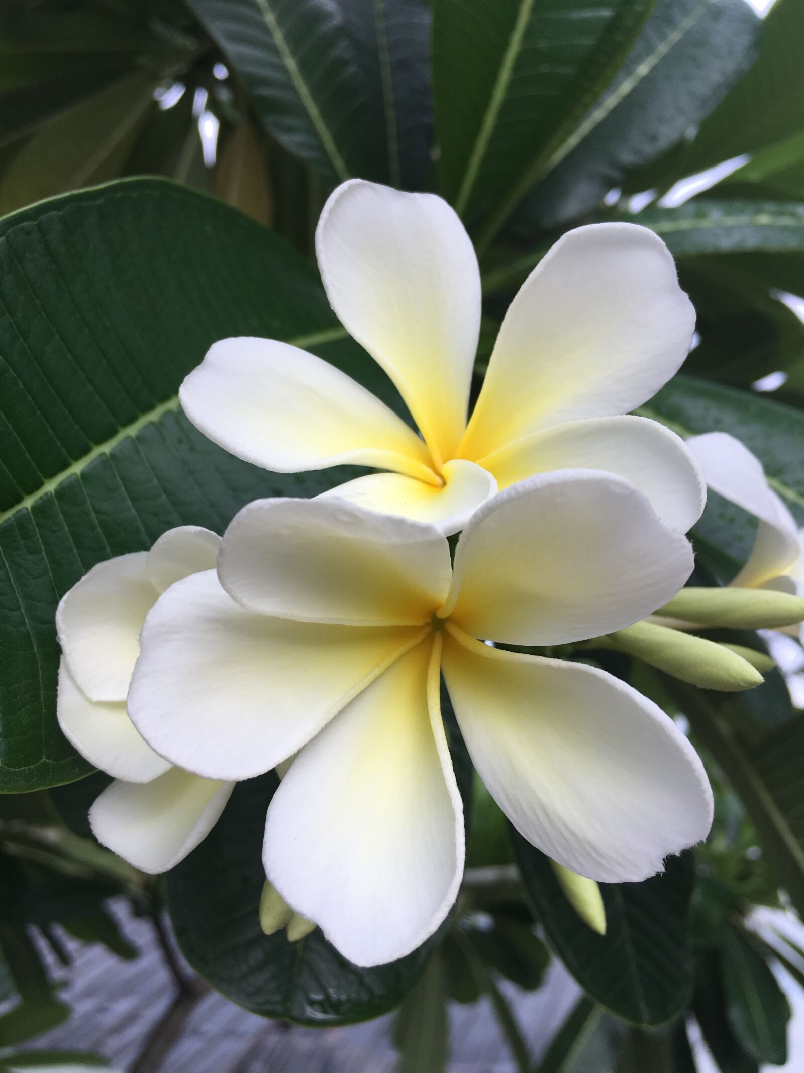 Apple iPhone 6s Plus sample photo. Plumeria, champa, floral photography