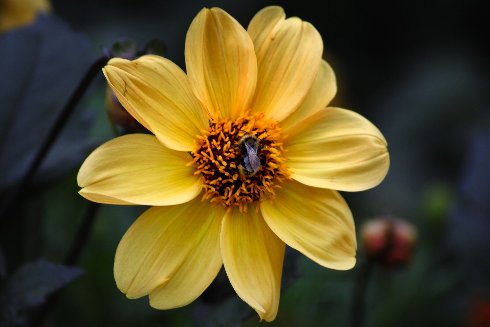 Nikon D3000 sample photo. Dahlia, yellow, autumn photography