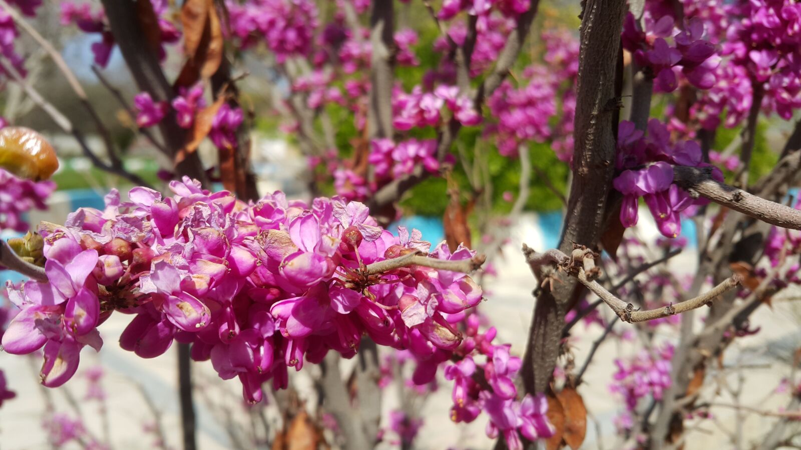 Samsung Galaxy Note4 sample photo. Shekofe, bahar photography