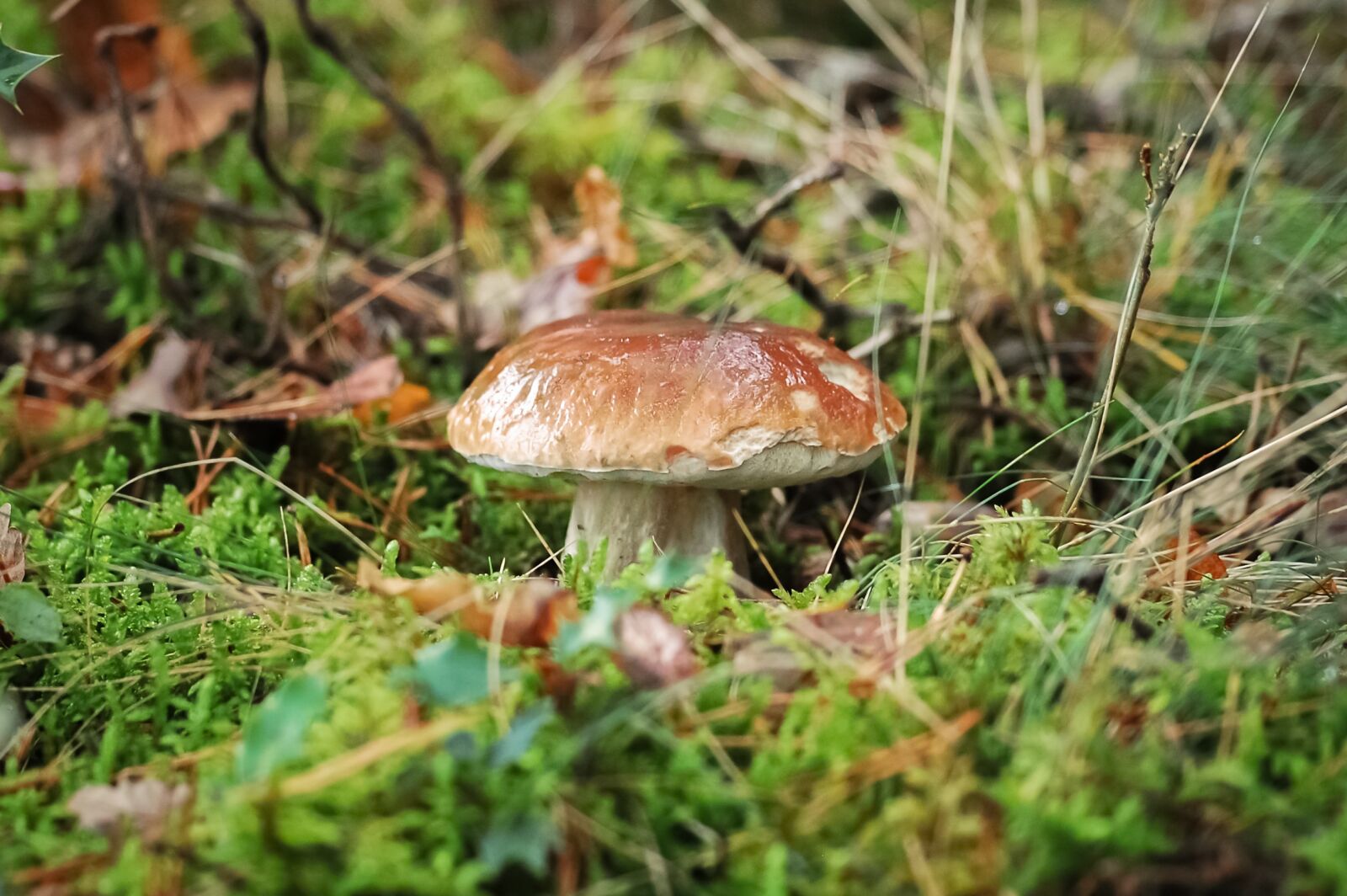 Nikon D40 sample photo. Fungus, cep, forest photography