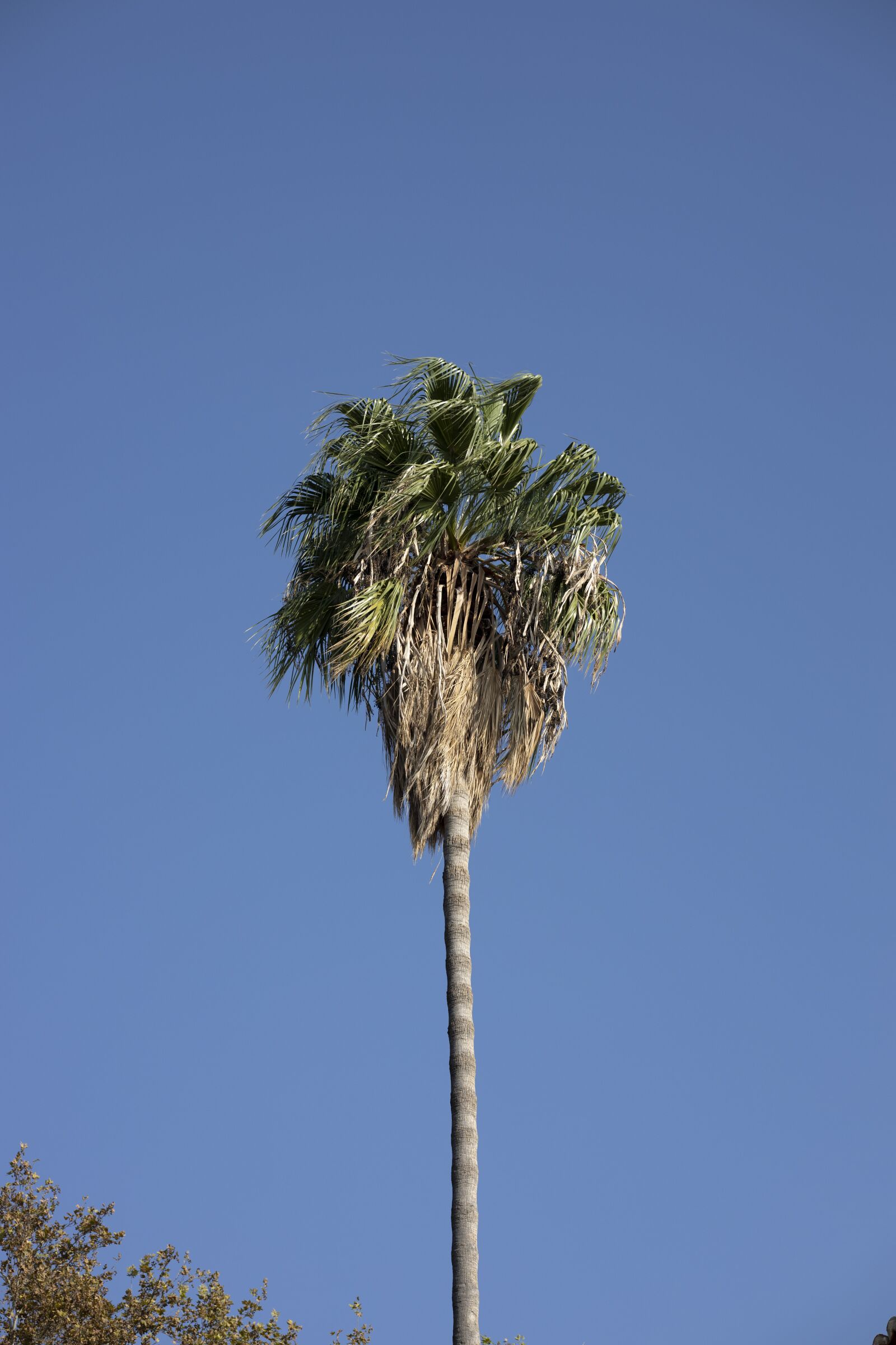 Canon RF 85mm F1.2L USM sample photo. Palm, tree, blue photography