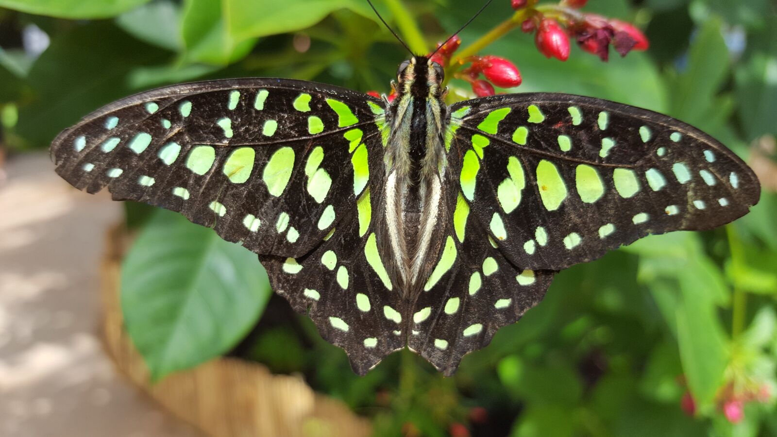 Samsung Galaxy S6 sample photo. Insect, butterfly, animal photography