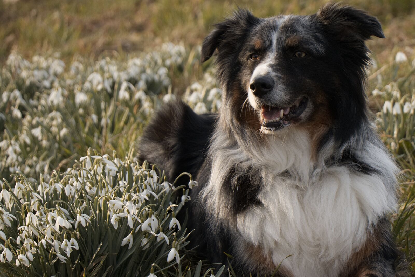 Canon EOS 77D (EOS 9000D / EOS 770D) sample photo. Dog, animal photography
