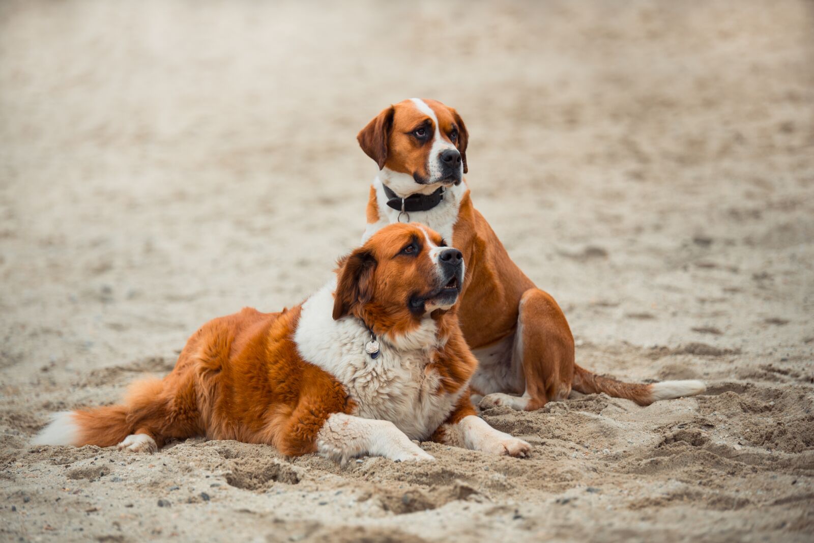 Canon EOS 6D sample photo. Saint bernard, dog, freedom photography