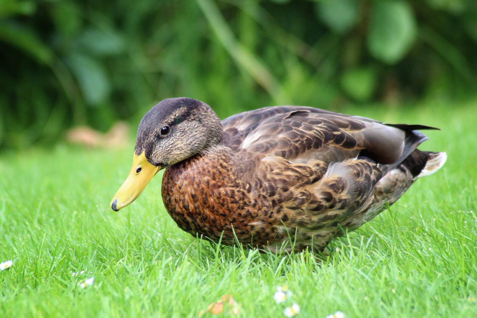 Canon EOS 600D (Rebel EOS T3i / EOS Kiss X5) sample photo. Duck, mallard, meadow photography