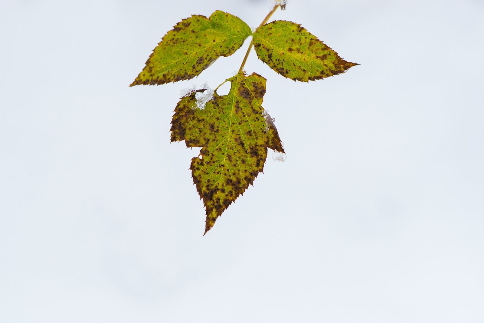 Nikon D7100 sample photo. Leaf, leaves, winter photography