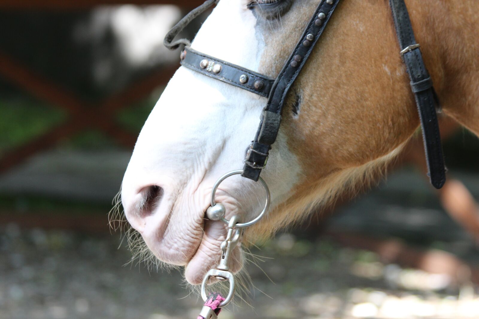 Canon EOS 650D (EOS Rebel T4i / EOS Kiss X6i) sample photo. Horse, the lips of photography