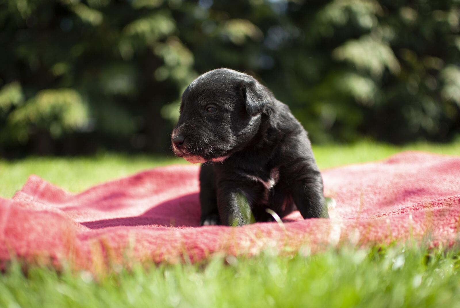 Nikon D60 sample photo. Puppy, dog, small photography