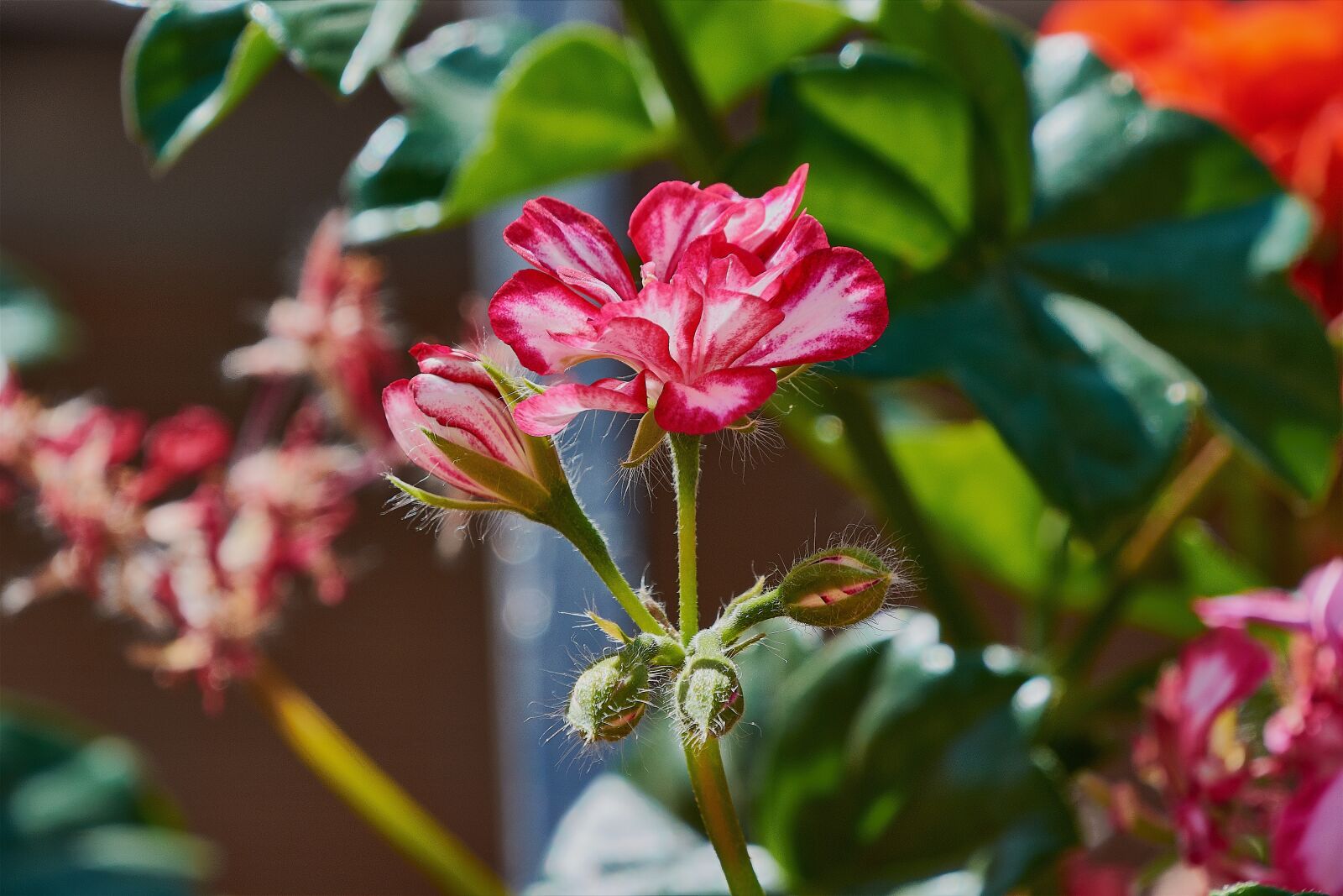 Nikon D7200 sample photo. Flower, garden, plant photography