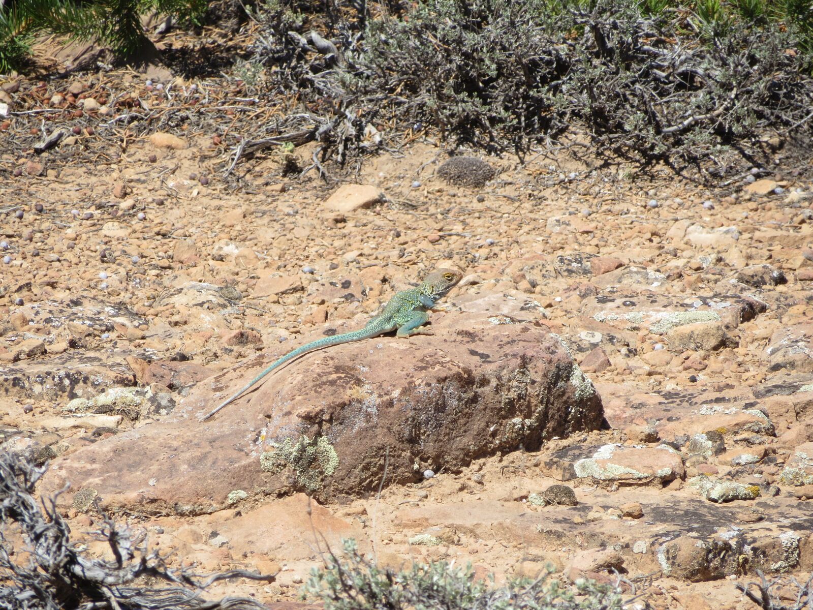 Canon PowerShot SX280 HS sample photo. Colorado, lizard, desert photography