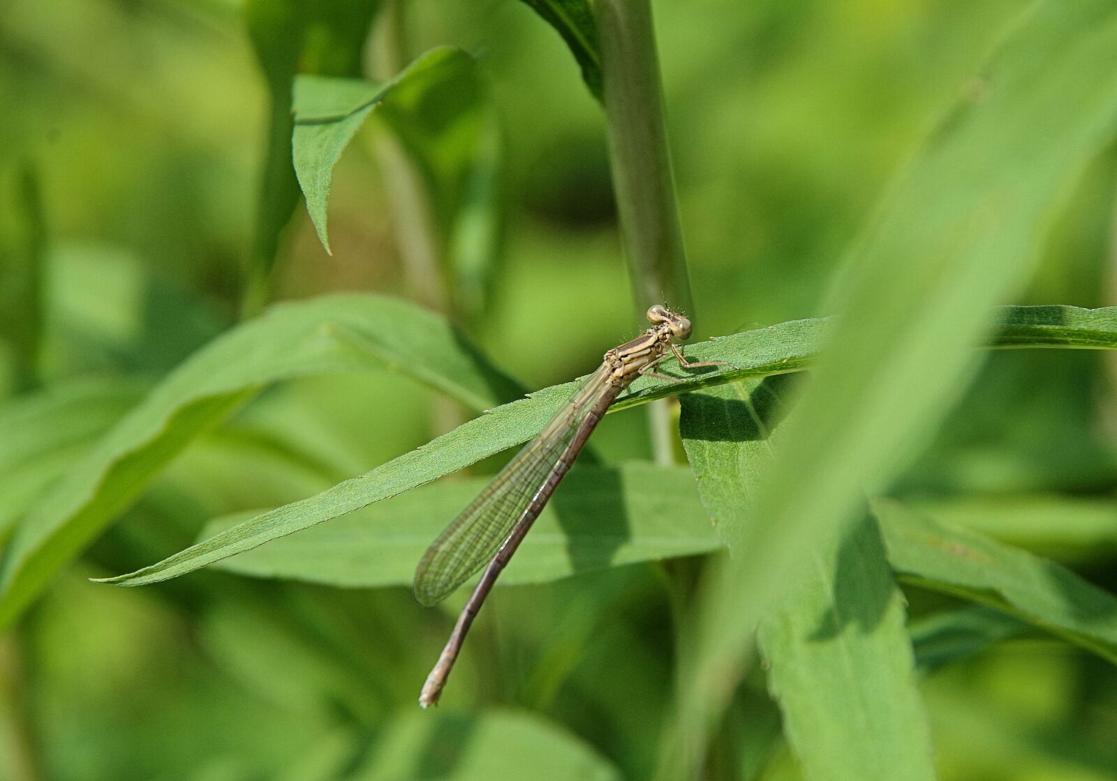 Pentax K-50 sample photo. Dragonfly, insect, macro photography