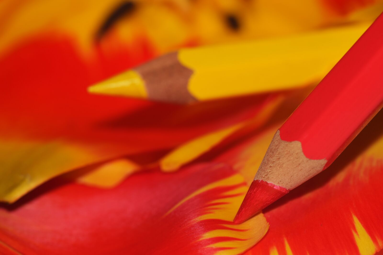 Nikon D3300 sample photo. Pen, color, colorful photography