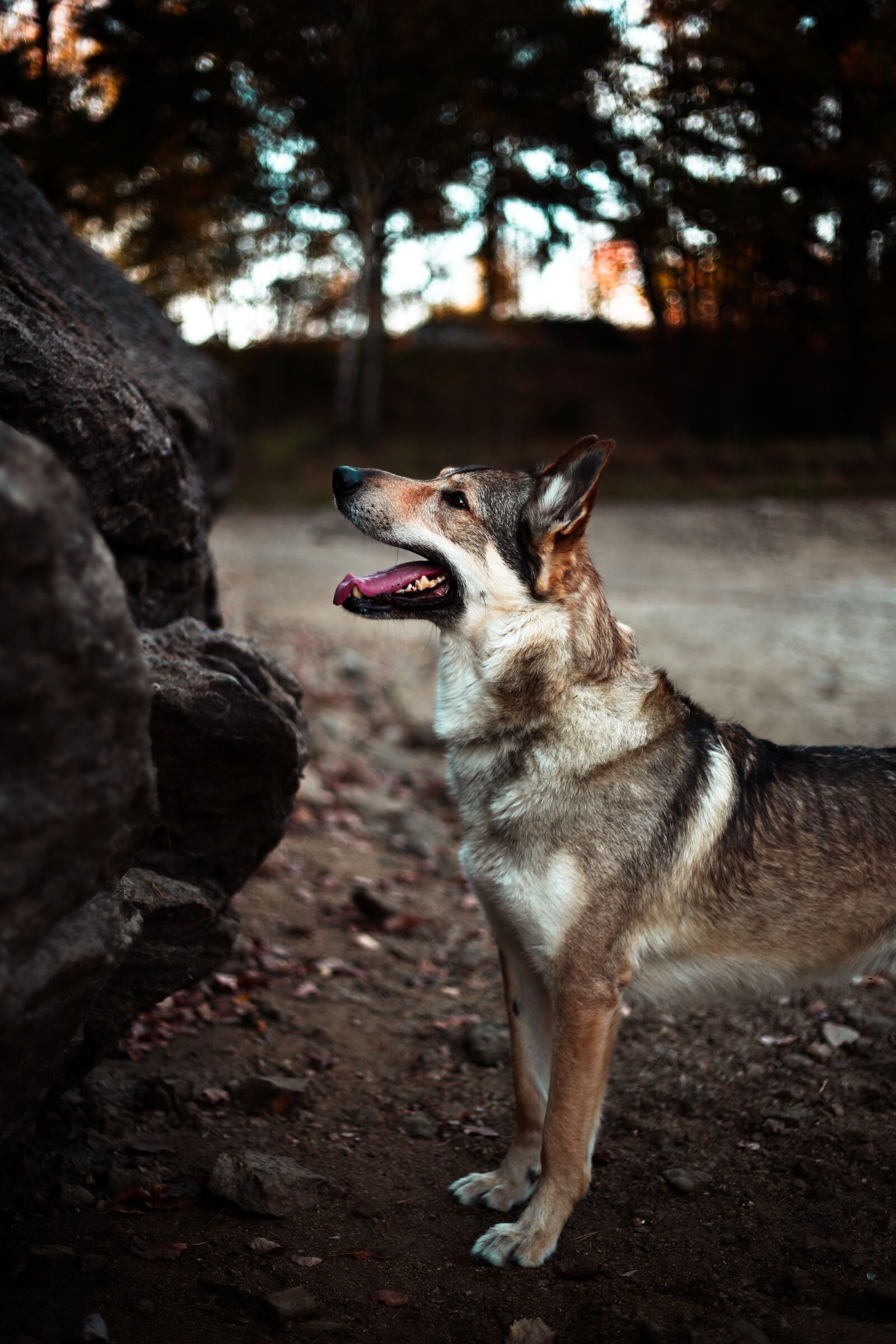 Canon EF 50mm F1.8 II sample photo. Dog, alsatian, animal photography