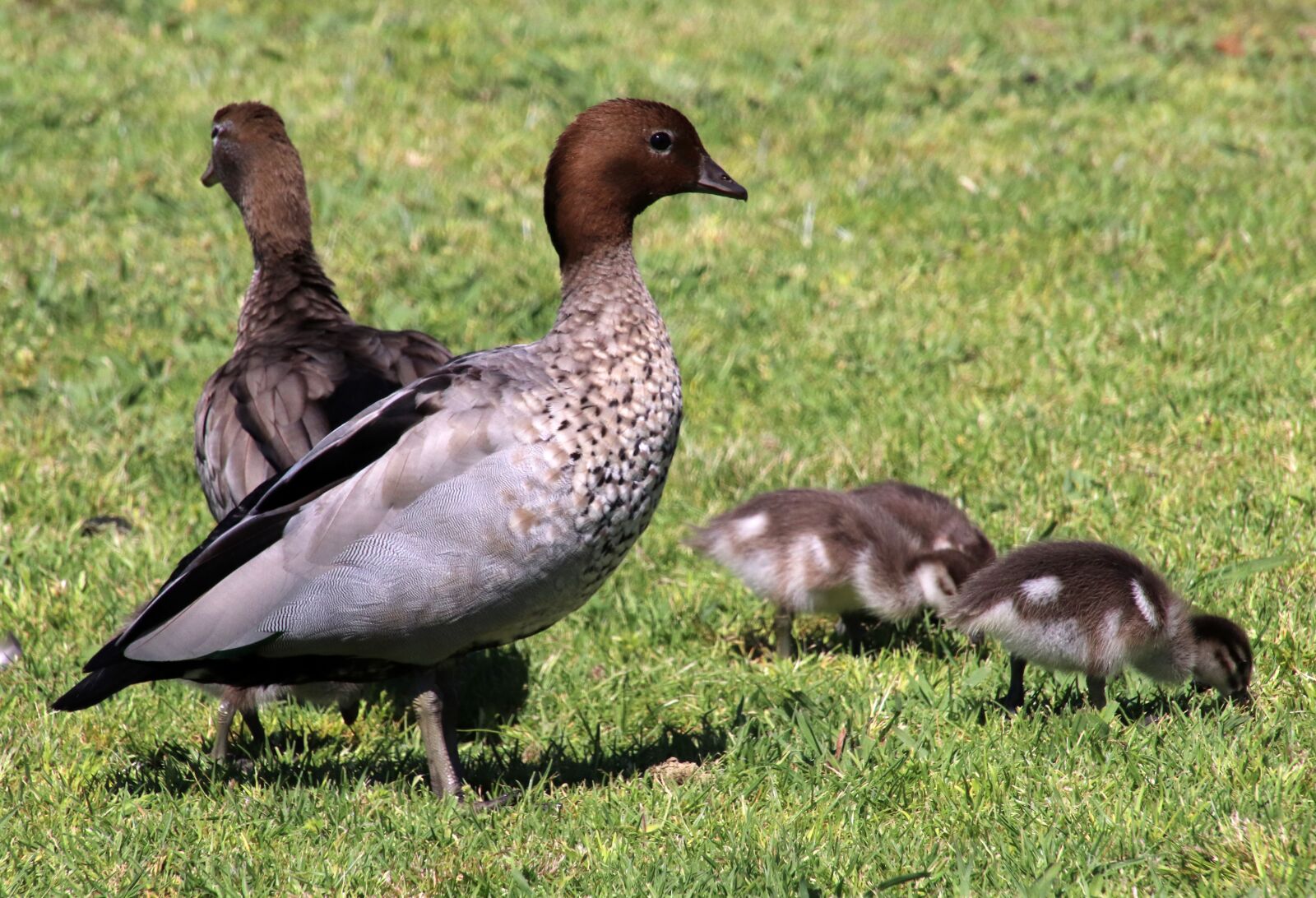 Canon EOS 800D (EOS Rebel T7i / EOS Kiss X9i) sample photo. Ducks, ducklings, family photography