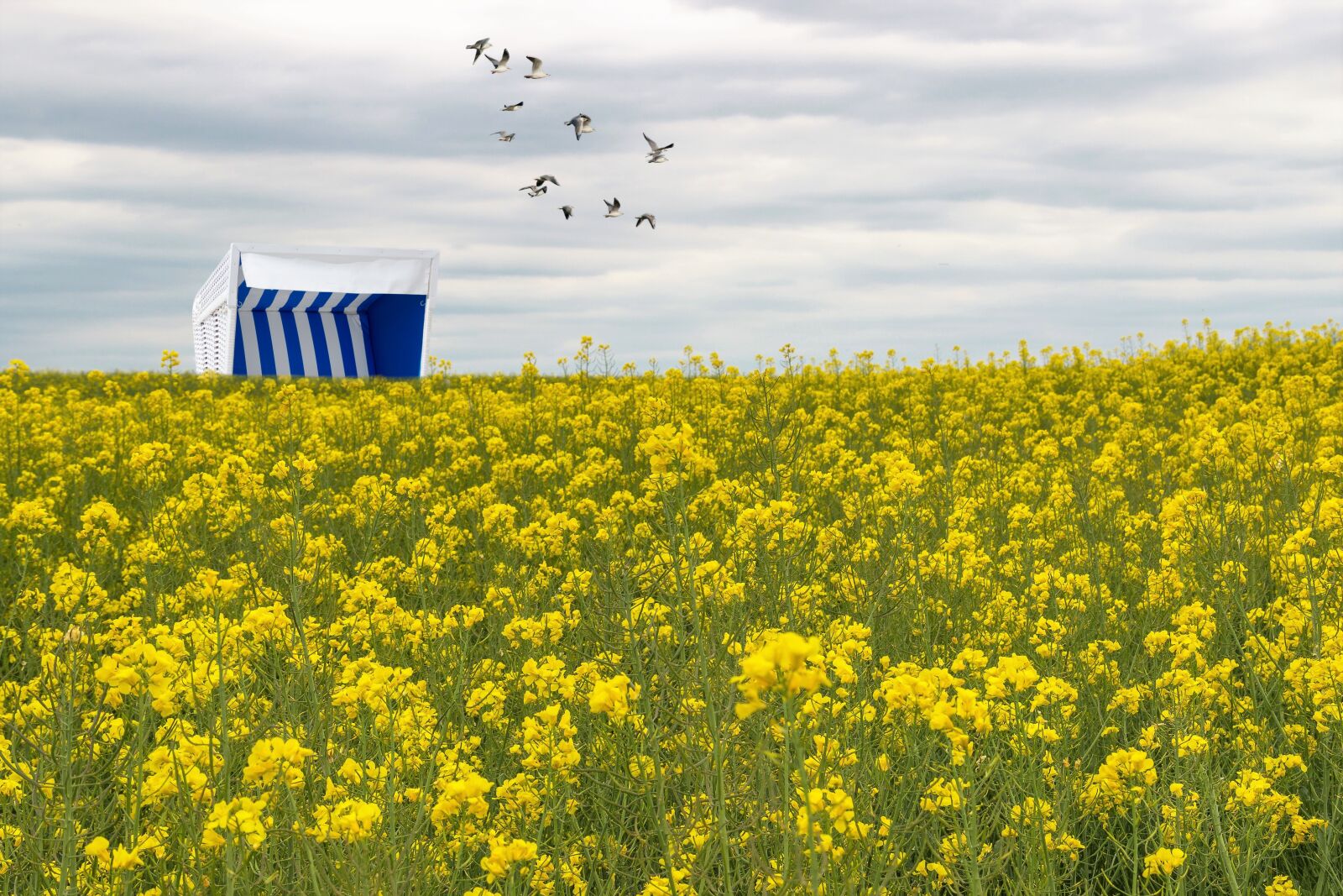Canon EF-S 18-135mm F3.5-5.6 IS sample photo. Oilseed rape, yellow, field photography