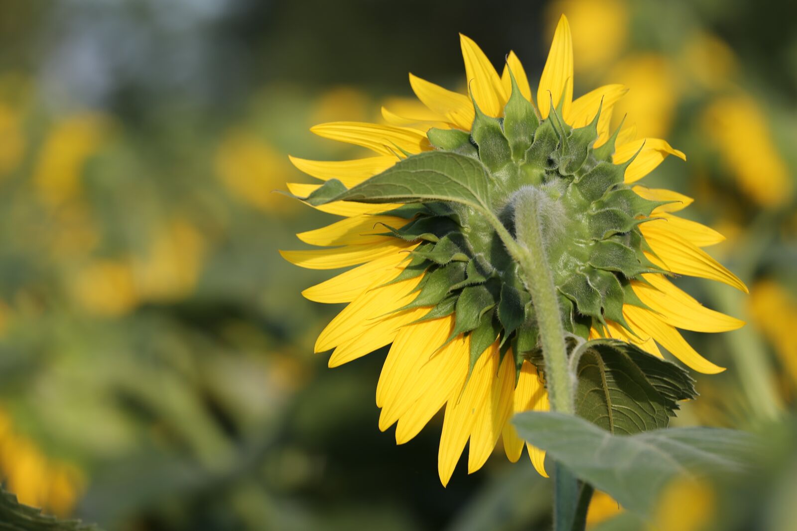 Canon EF 70-300 F4-5.6 IS II USM sample photo. Agriculture, sunflower, bloom photography