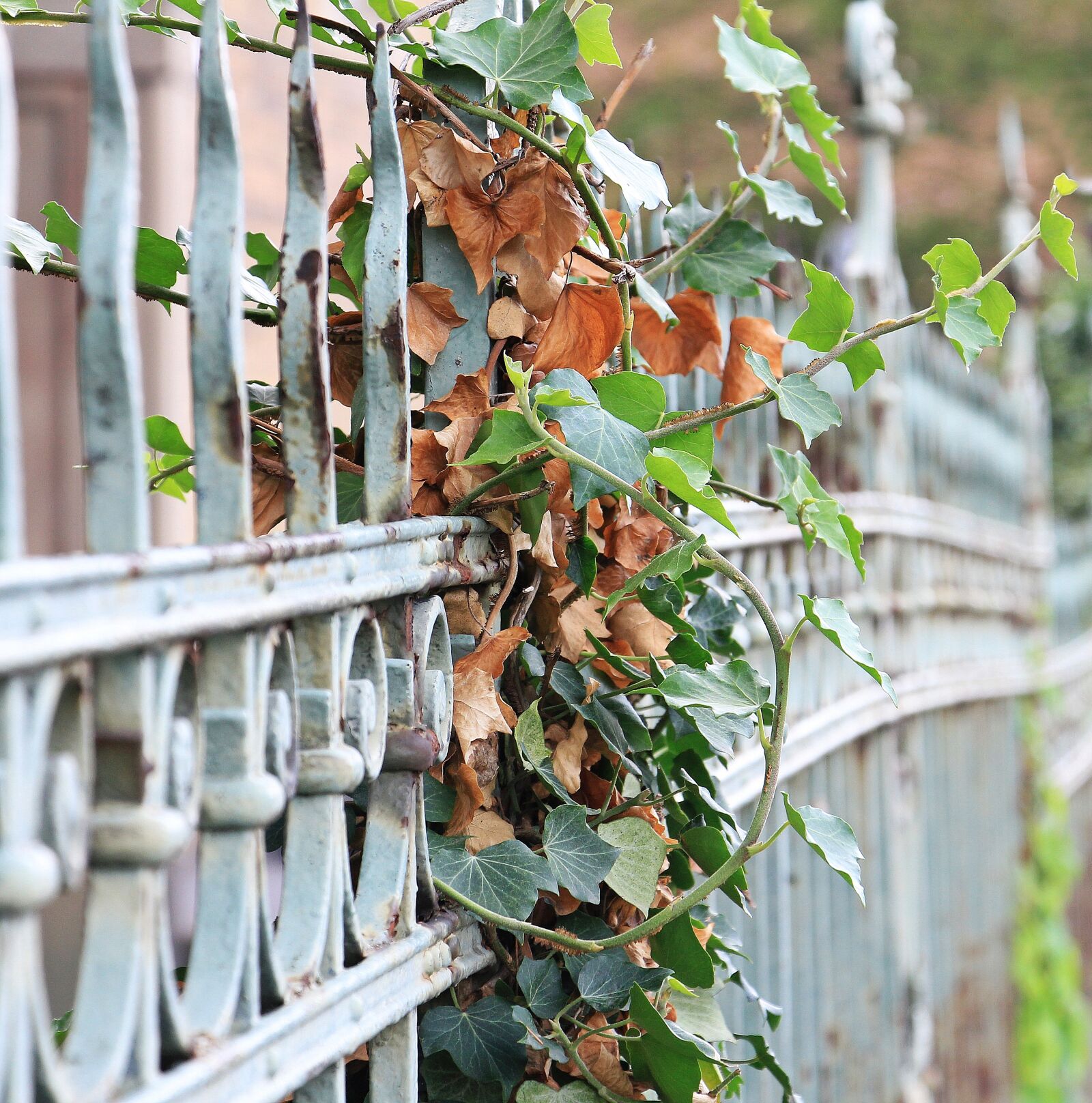Canon EOS 550D (EOS Rebel T2i / EOS Kiss X4) sample photo. Fence, ivy, iron photography