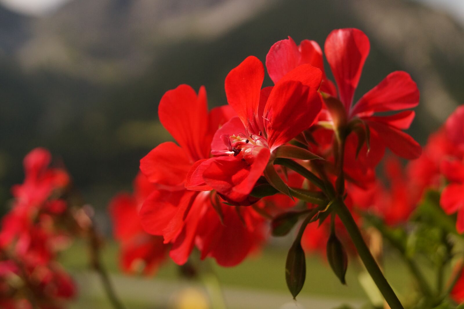 Sony DT 18-55mm F3.5-5.6 SAM II sample photo. Geranium, flowers, red photography
