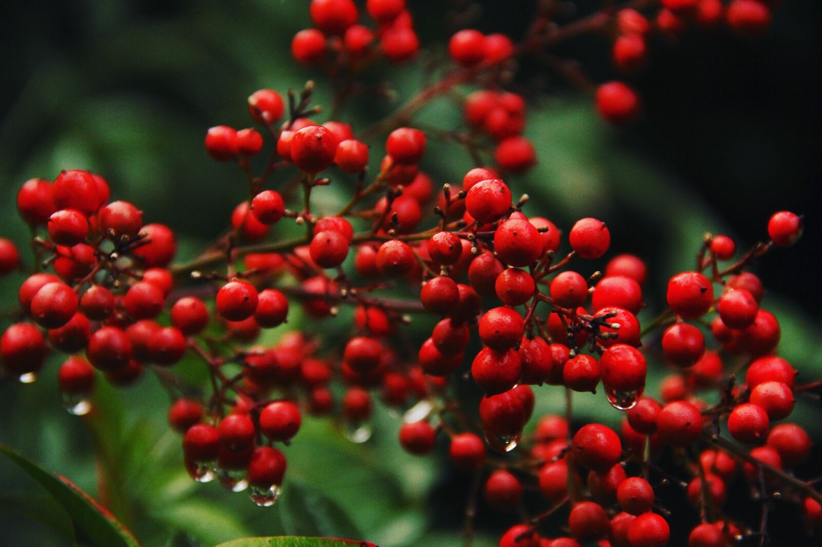 Canon EOS 7D sample photo. Nature, green, forest photography