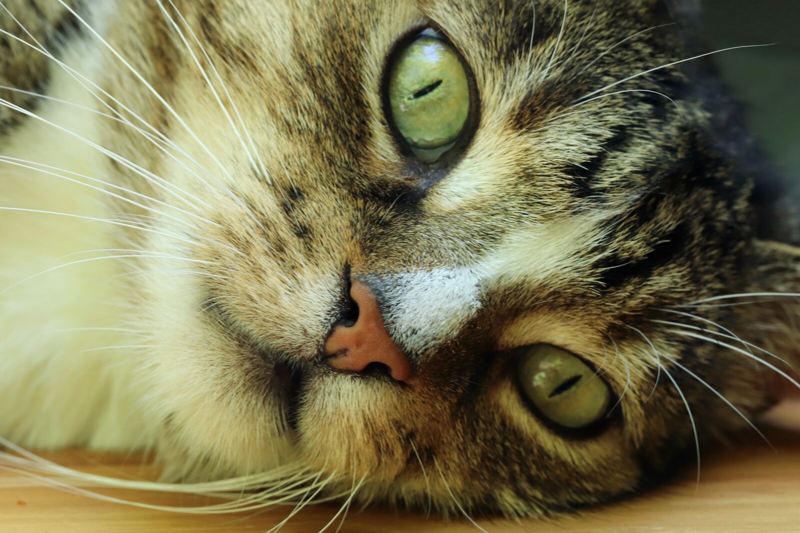 Canon EOS 800D (EOS Rebel T7i / EOS Kiss X9i) sample photo. Cat, domestic cat, pet photography