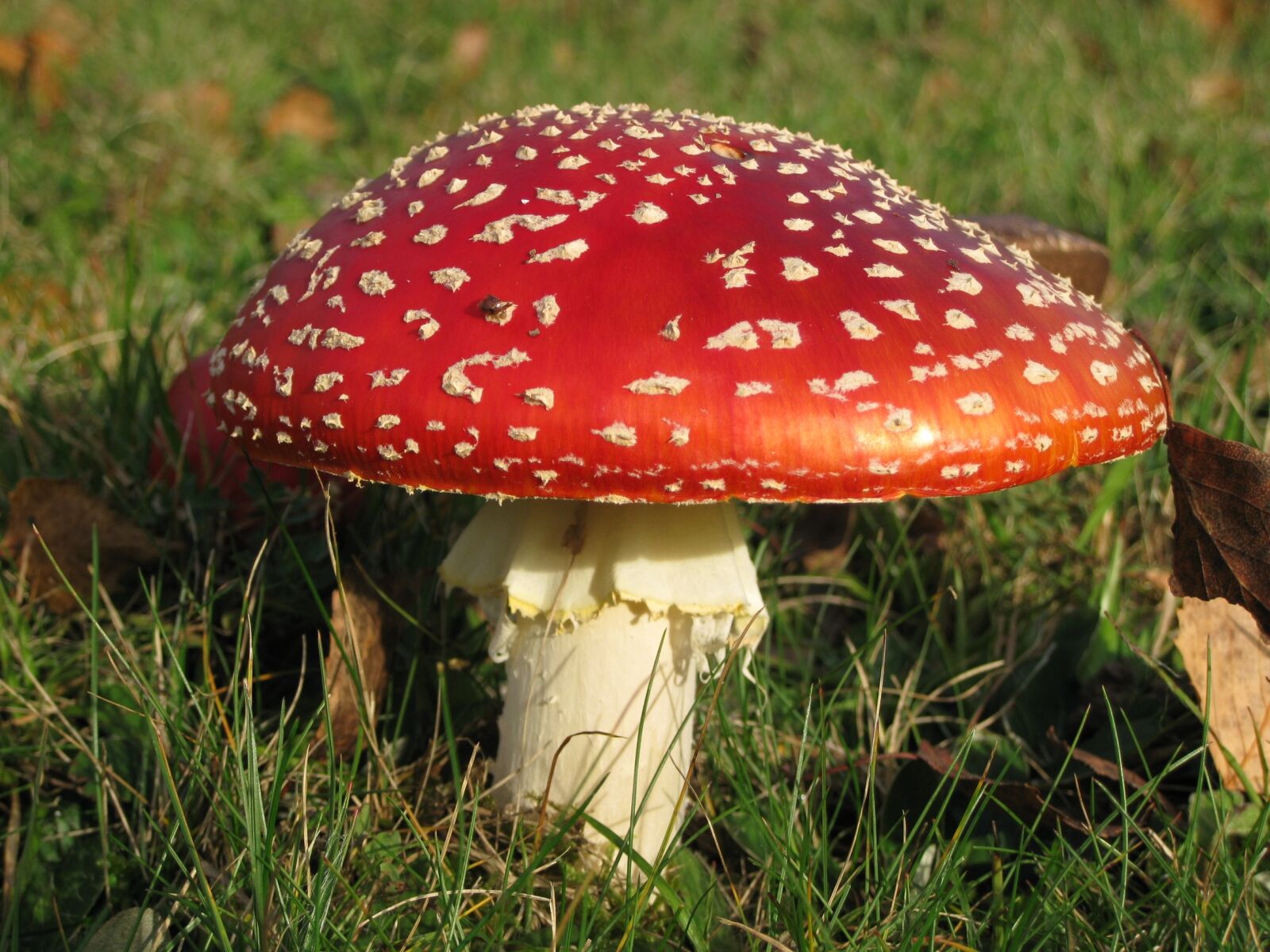 Canon PowerShot SD890 IS (Digital IXUS 970 IS / IXY Digital 820 IS) sample photo. Mushroom, poison, redcap photography
