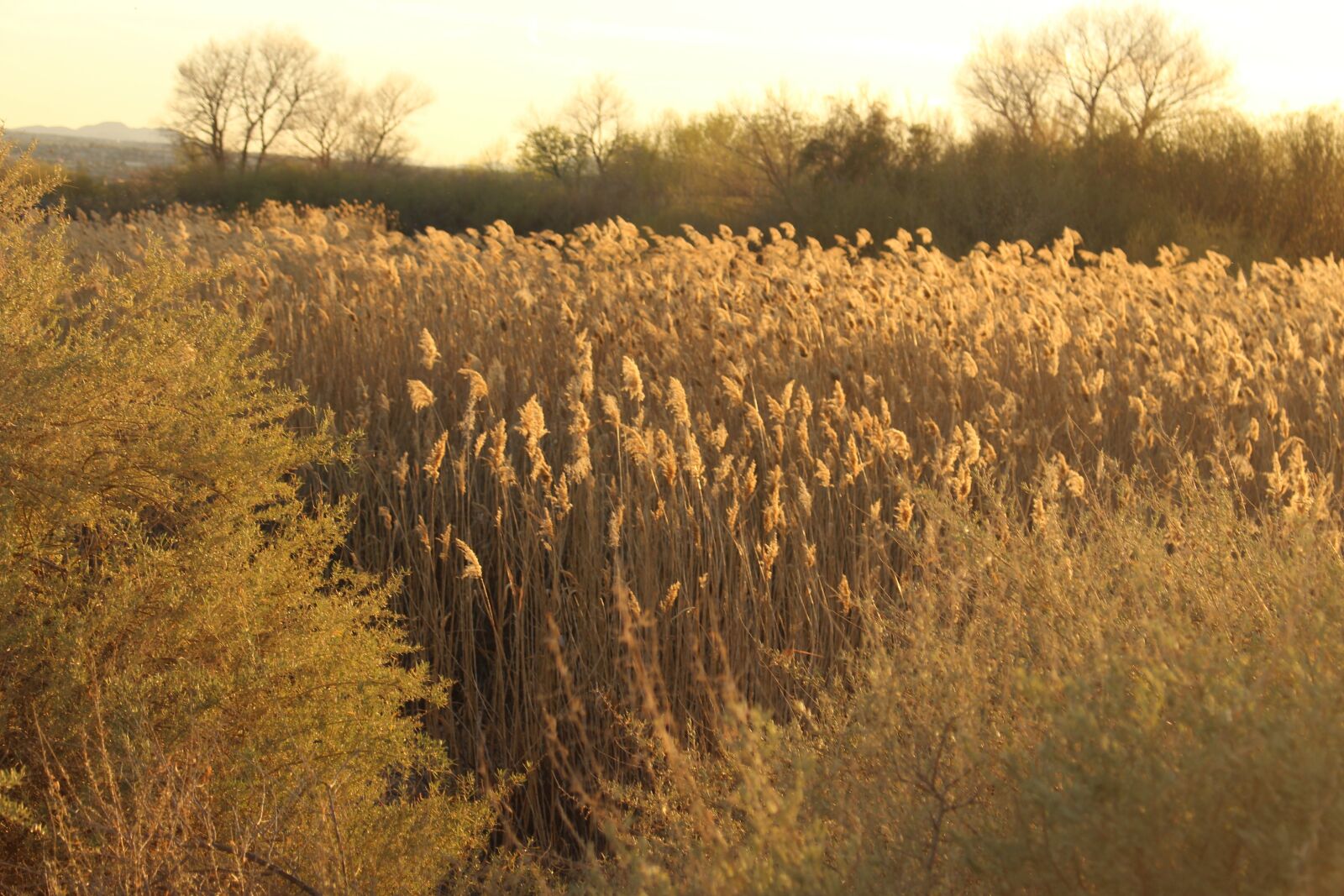 Canon EOS 700D (EOS Rebel T5i / EOS Kiss X7i) sample photo. Reeds, sunshine, nature photography